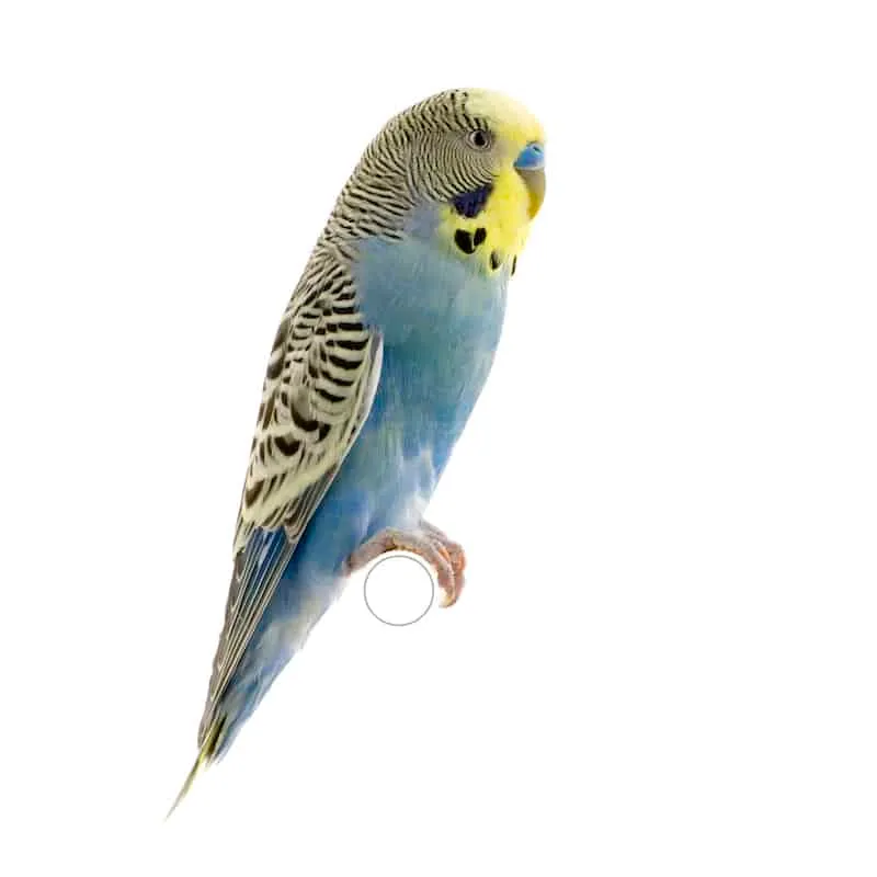 budgie food info