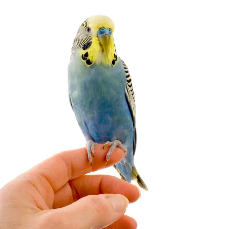 budgie health issues