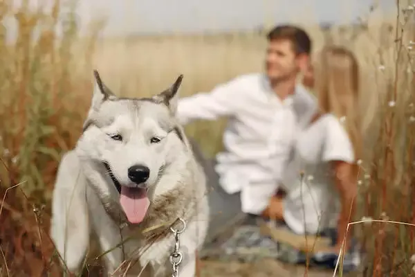 is piriton ok for dogs