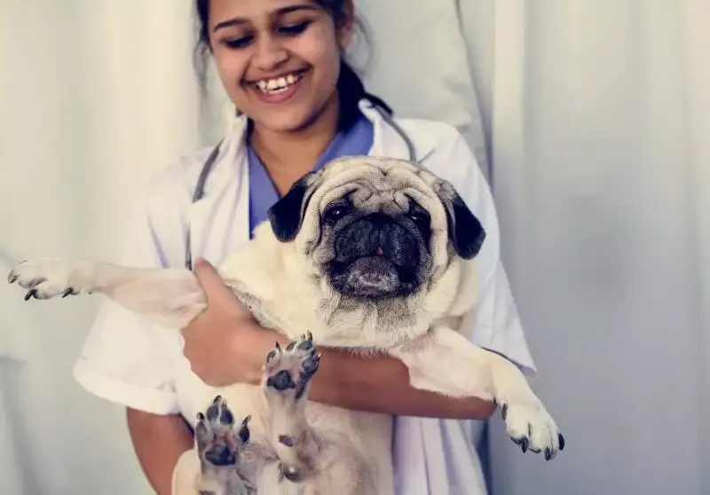 vet care during lockdown