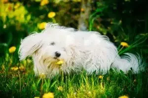 pet allergies and hay fever