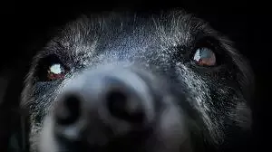 Caring for Elderly Pets