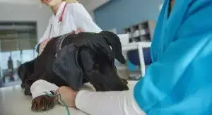 Caring for pets with diarrhoea