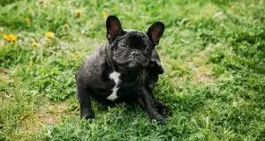 Caring for Pets with Allergies