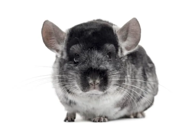 chinchilla illness guide