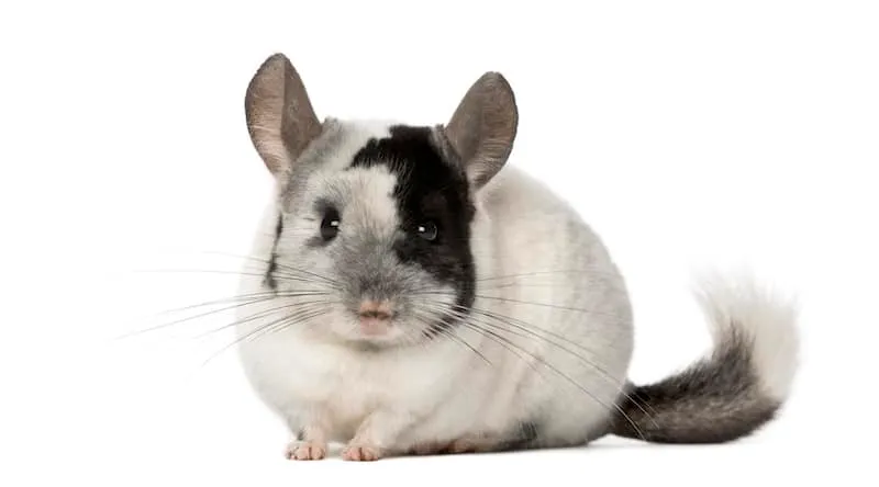 picking a chinchilla breed