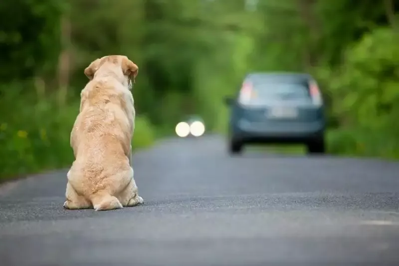 abandoning your dog due to pandemic