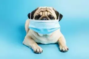 does my pet need a face mask for coronavirus?