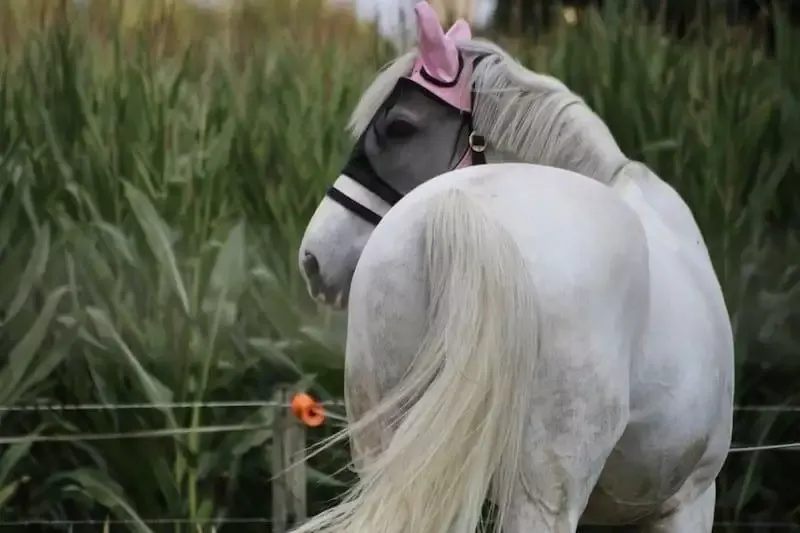 should i get a fly mask for my horse