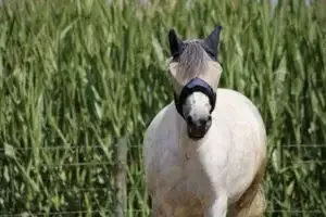 are fly masks bad for horses?