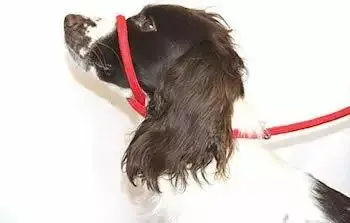 Dog & Field Figure 8 Anti-Pull Lead