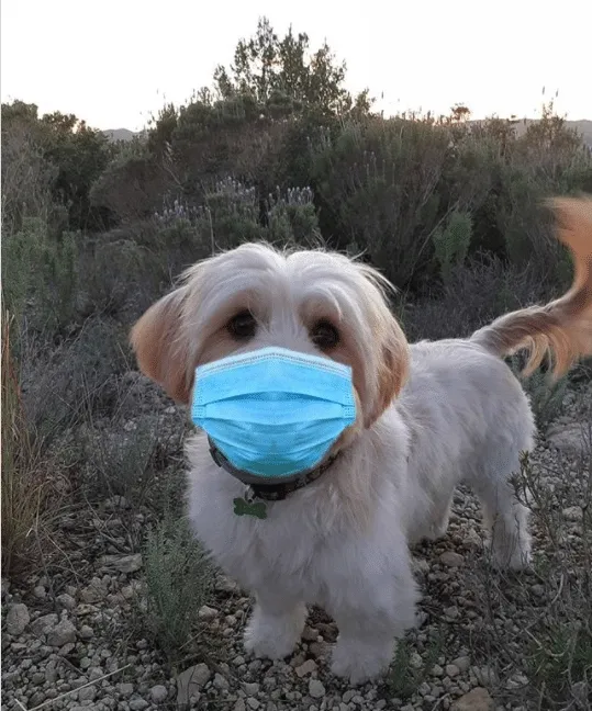 can my dog wear a mask?
