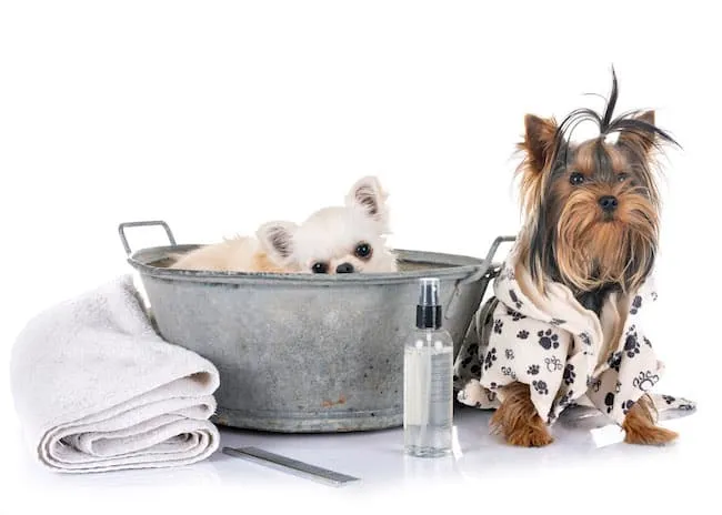 preparing to wash your dog