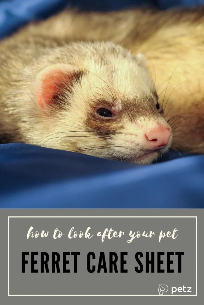 ferret care sheet