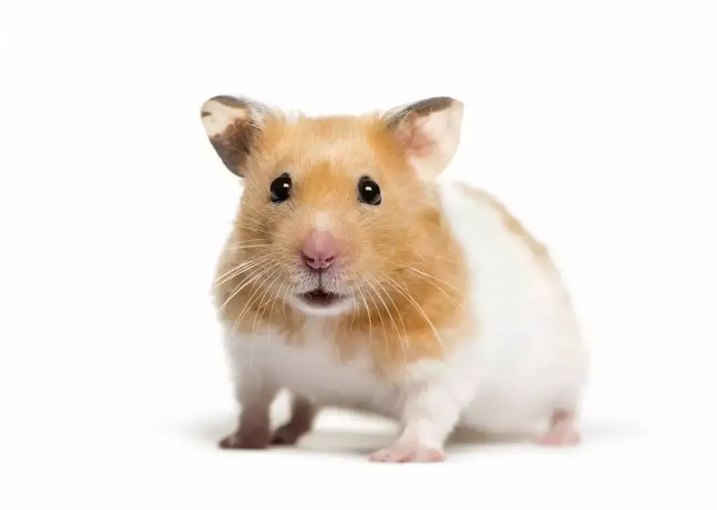 A golden hamster