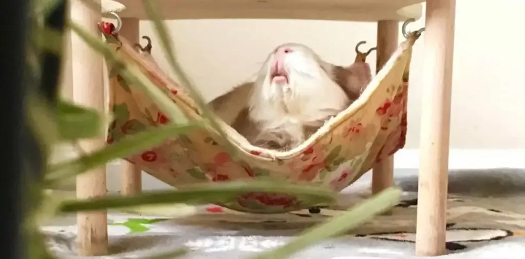 guinea pig relaxing in a clean hammock