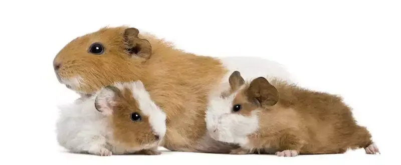 guinea pig health and illness guide