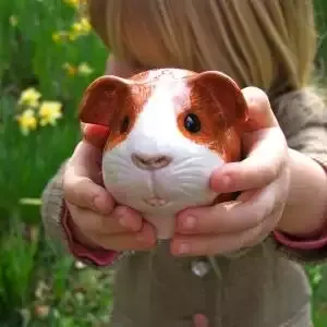 Guinea Pig Egg Cup