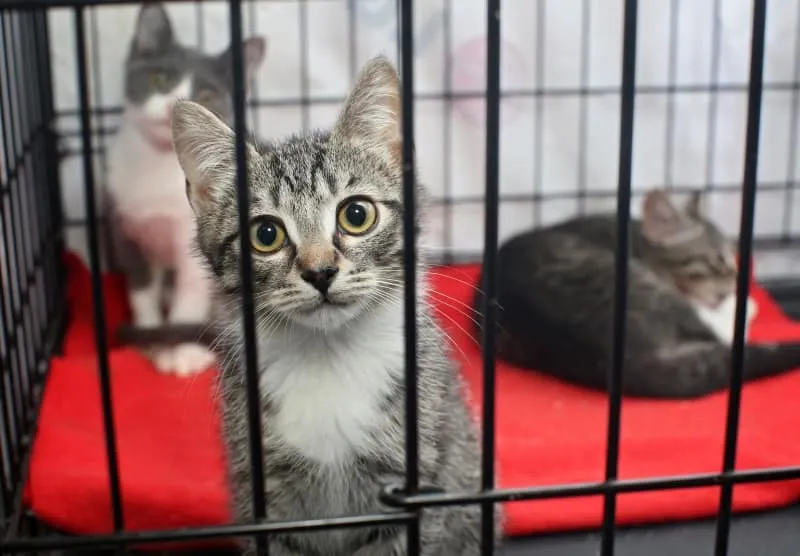 kittens in animal shelter