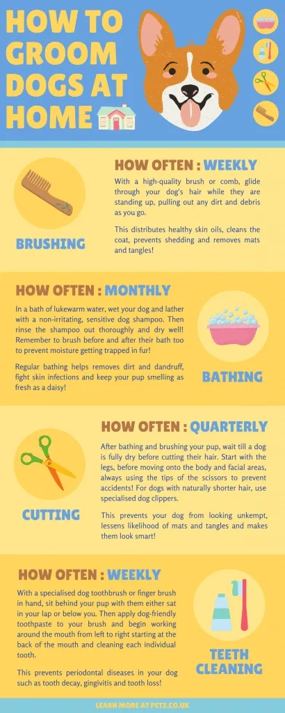 why you should groom dogs at home