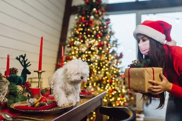 keep pets stress free at christmas