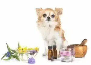 is cbd oil legal for dogs and cats