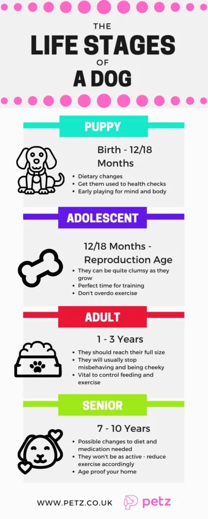 life stages of a dog