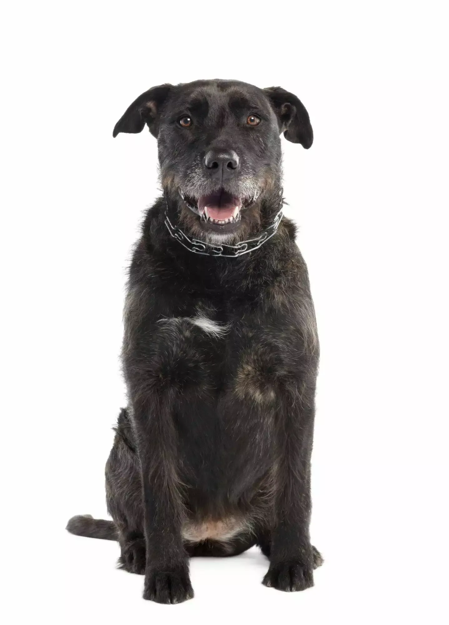 bernese mountain mixed dog