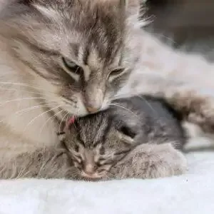 Newborn Kitten Care