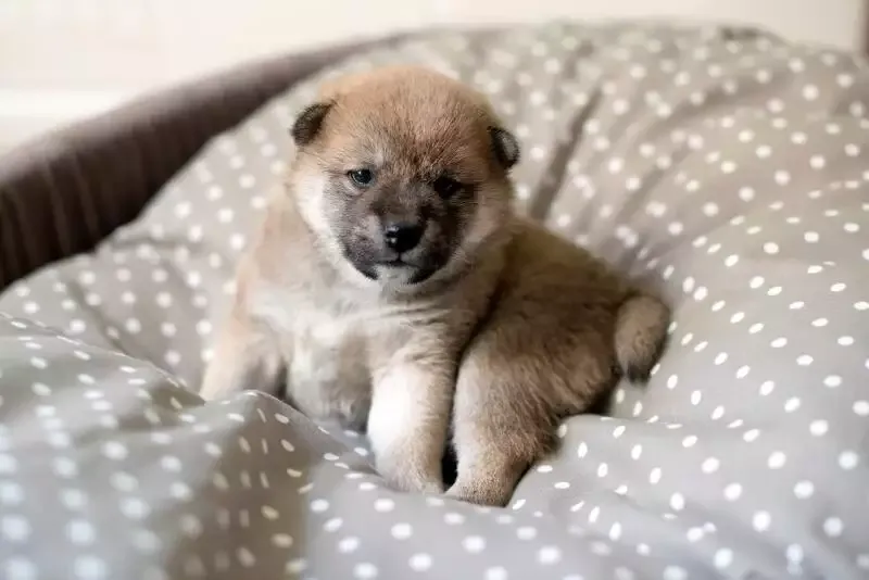 unvaccinated puppy in lockdown
