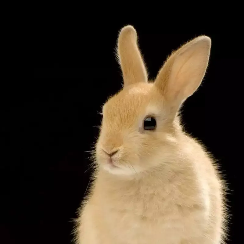 small animal shelters need donations