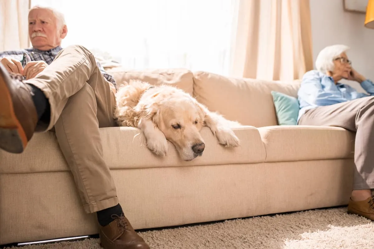 old dog sleeping on sofa with owners