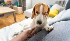 Skin Problems in Dogs and Cats