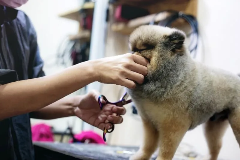 quality dog cutting scissors
