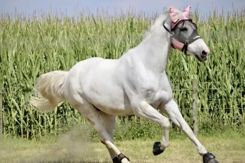 benefits of a horse fly mask